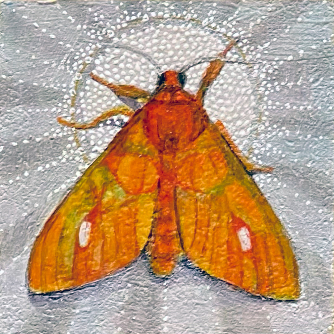 Moth 15, 4 x 4 in, Oil, Pastel, Enamel, Ink on Panel