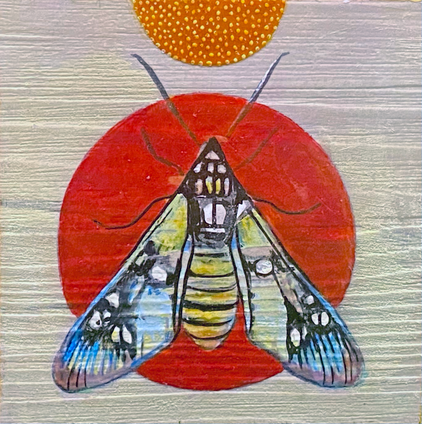 Moths