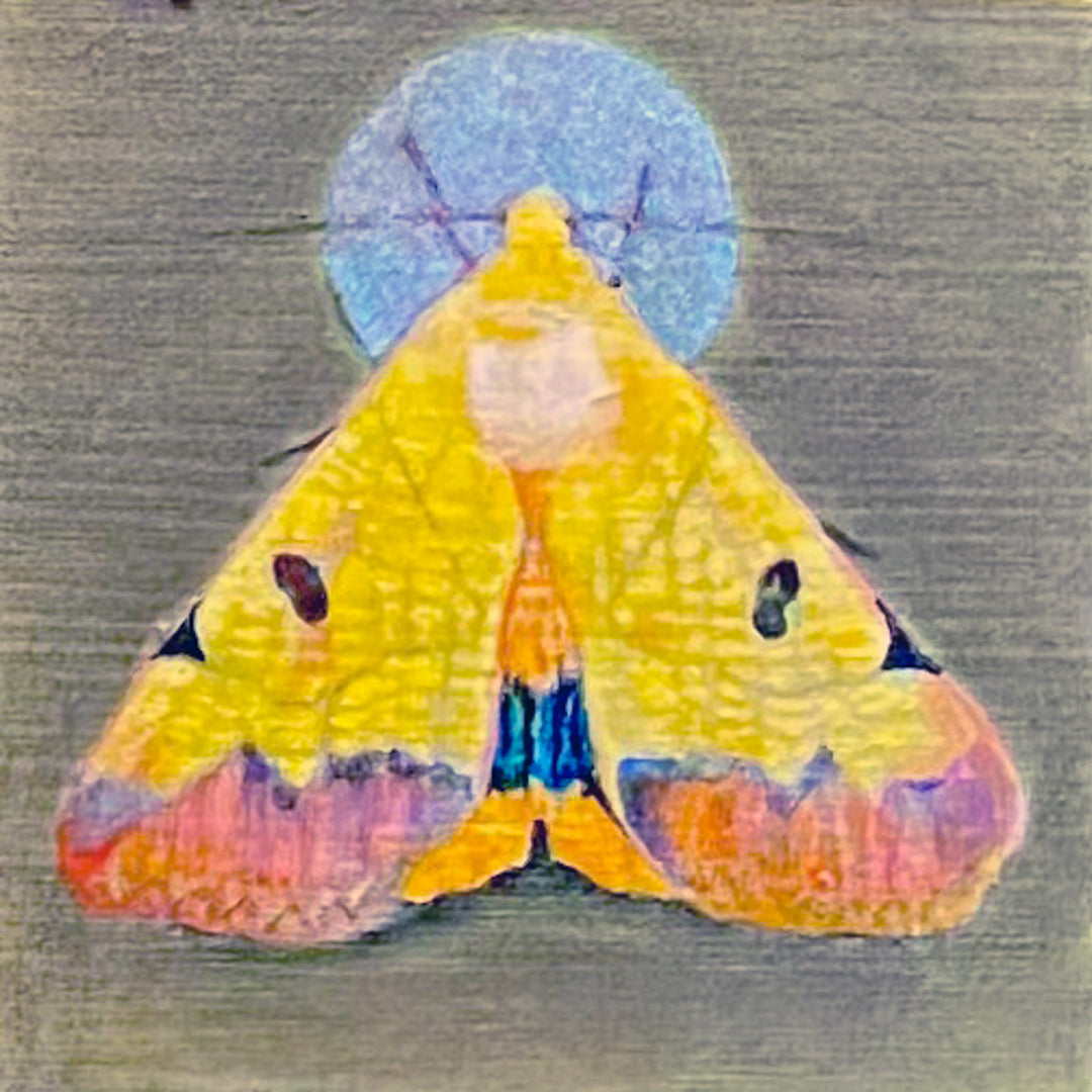 Moth 1, 4 x 4 in, Oil, Pastel, Enamel, Ink on Panel